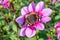 Dahlia Blue Bayou with red admiralÂ butterfly